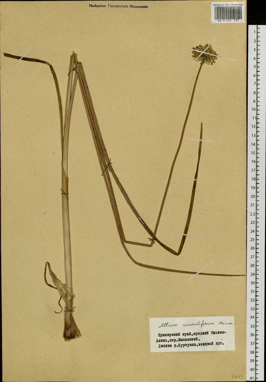 Allium sacculiferum Maxim., Siberia, Russian Far East (S6) (Russia)