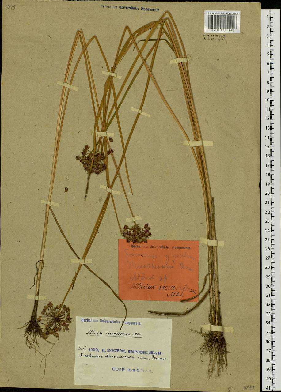 Allium sacculiferum Maxim., Siberia, Russian Far East (S6) (Russia)