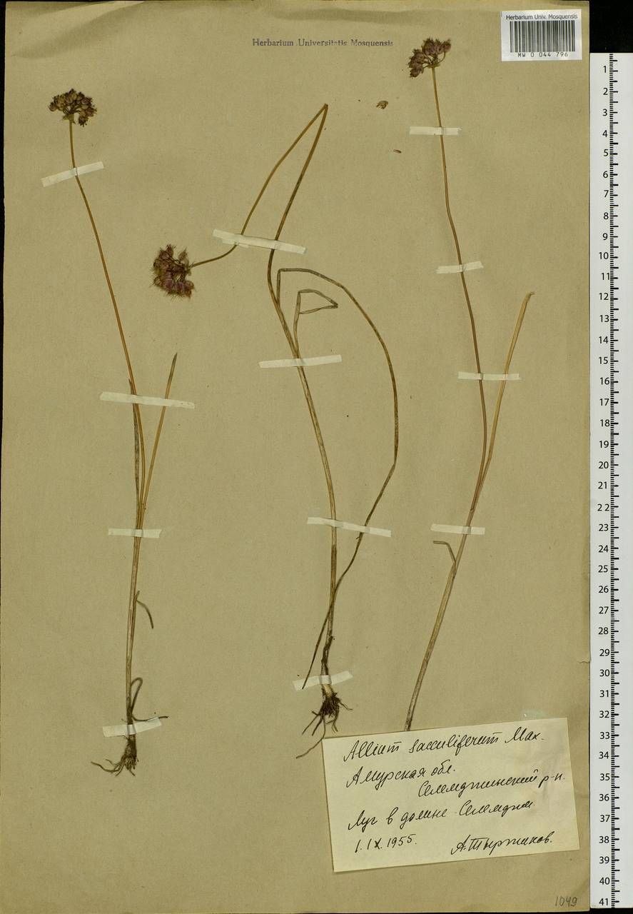 Allium sacculiferum Maxim., Siberia, Russian Far East (S6) (Russia)