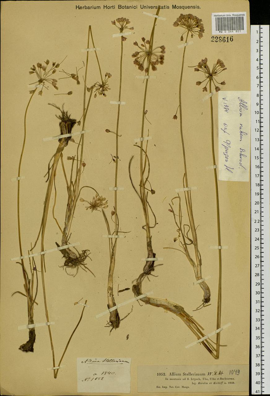 Allium rubens Spreng., Siberia, Western (Kazakhstan) Altai Mountains (S2a) (Kazakhstan)