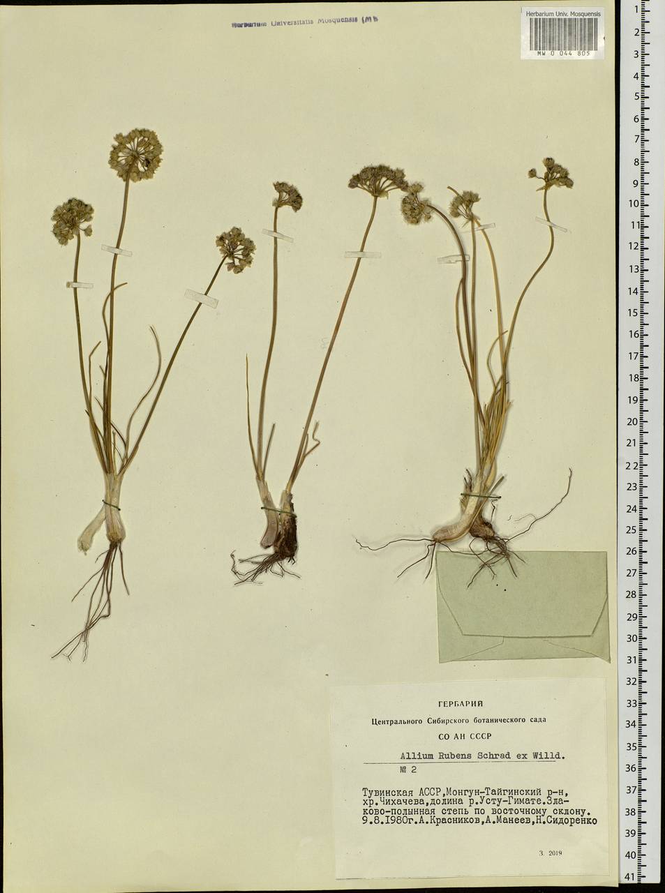 Allium rubens Schrad. ex Willd., Siberia, Altai & Sayany Mountains (S2) (Russia)