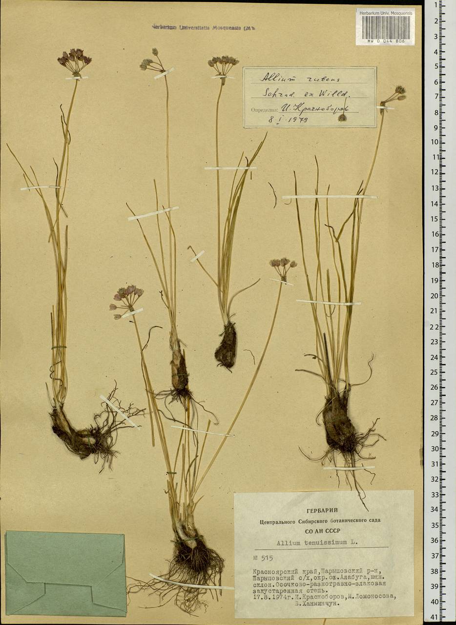 Allium rubens Schrad. ex Willd., Siberia, Altai & Sayany Mountains (S2) (Russia)
