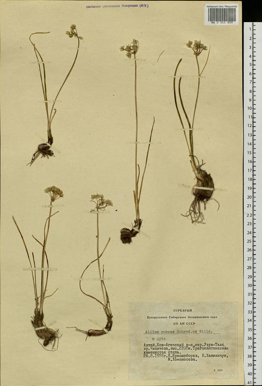Allium rubens Schrad. ex Willd., Siberia, Altai & Sayany Mountains (S2) (Russia)