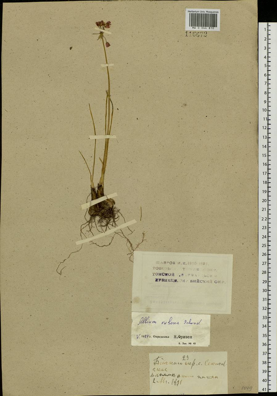 Allium rubens Schrad. ex Willd., Siberia, Western (Kazakhstan) Altai Mountains (S2a) (Kazakhstan)