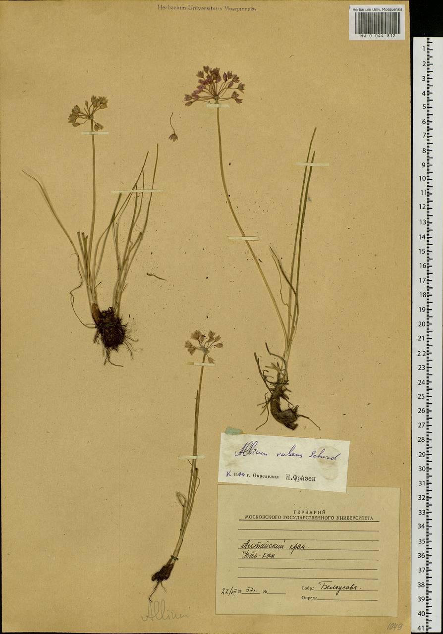Allium rubens Schrad. ex Willd., Siberia, Altai & Sayany Mountains (S2) (Russia)