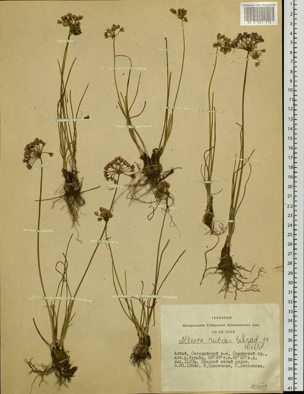 Allium rubens Schrad. ex Willd., Siberia, Altai & Sayany Mountains (S2) (Russia)