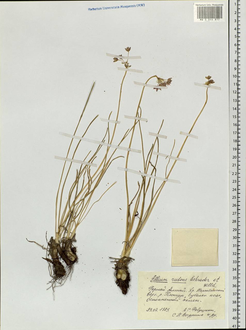 Allium rubens Spreng., Siberia, Altai & Sayany Mountains (S2) (Russia)