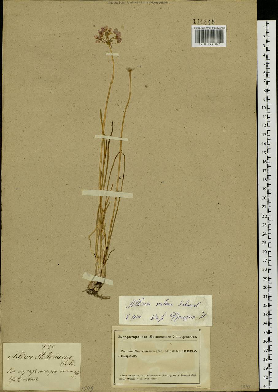 Allium rubens Spreng., Siberia, Altai & Sayany Mountains (S2) (Russia)