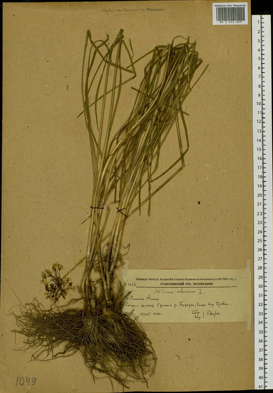 Allium ramosum L., Siberia, Russian Far East (S6) (Russia)