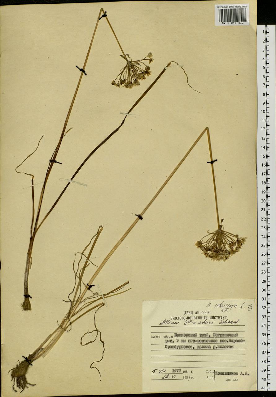Allium ramosum L., Siberia, Russian Far East (S6) (Russia)