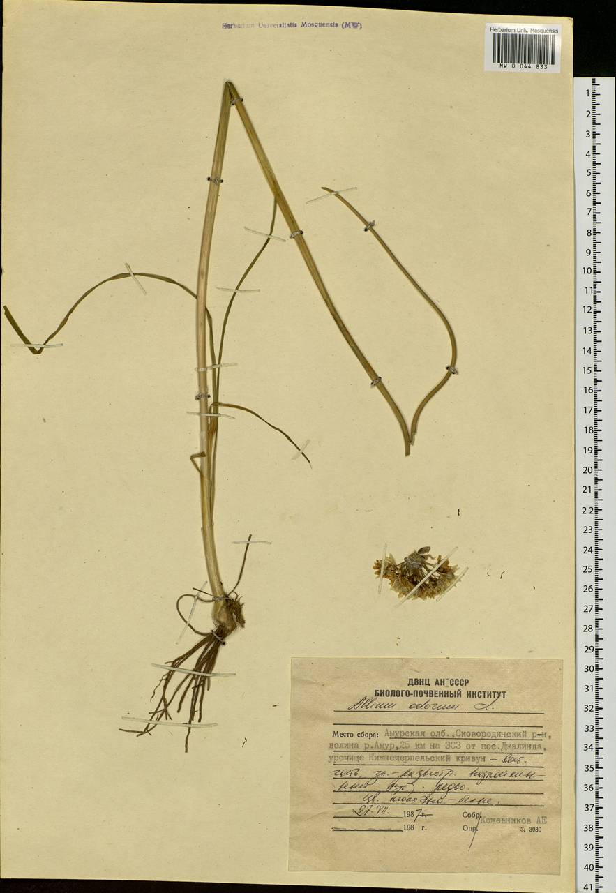 Allium ramosum L., Siberia, Russian Far East (S6) (Russia)