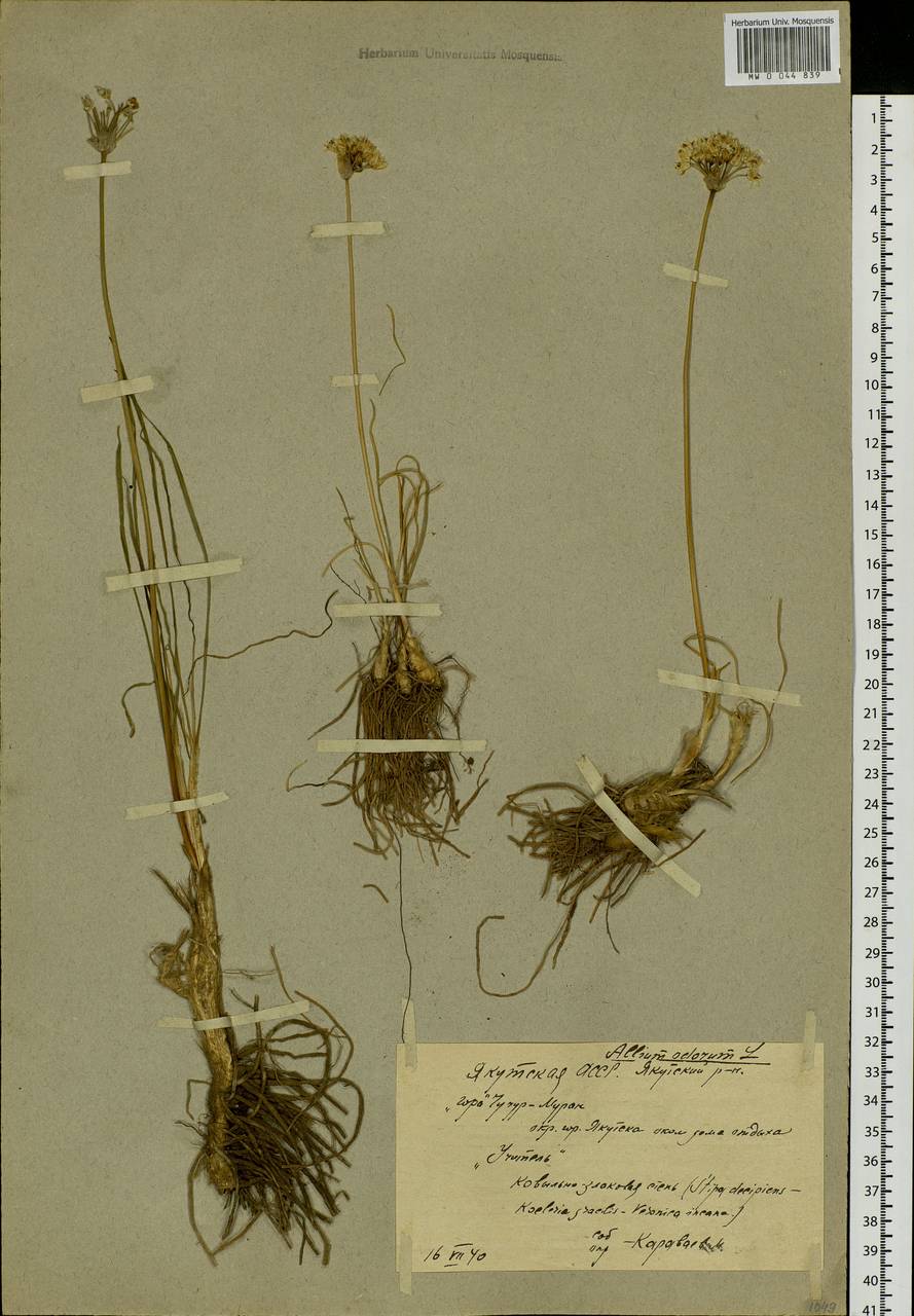 Allium ramosum L., Siberia, Yakutia (S5) (Russia)