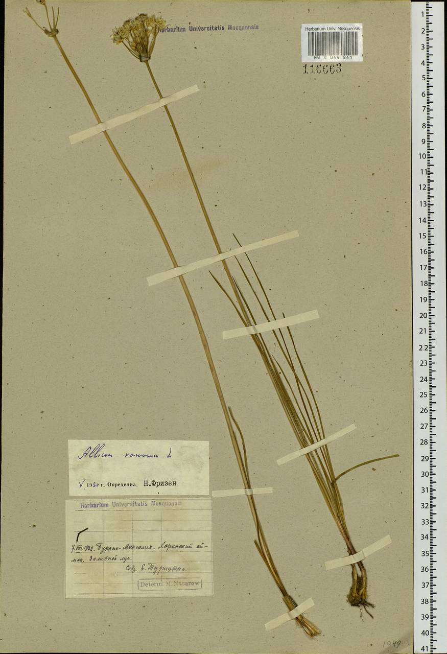 Allium ramosum L., Siberia, Baikal & Transbaikal region (S4) (Russia)
