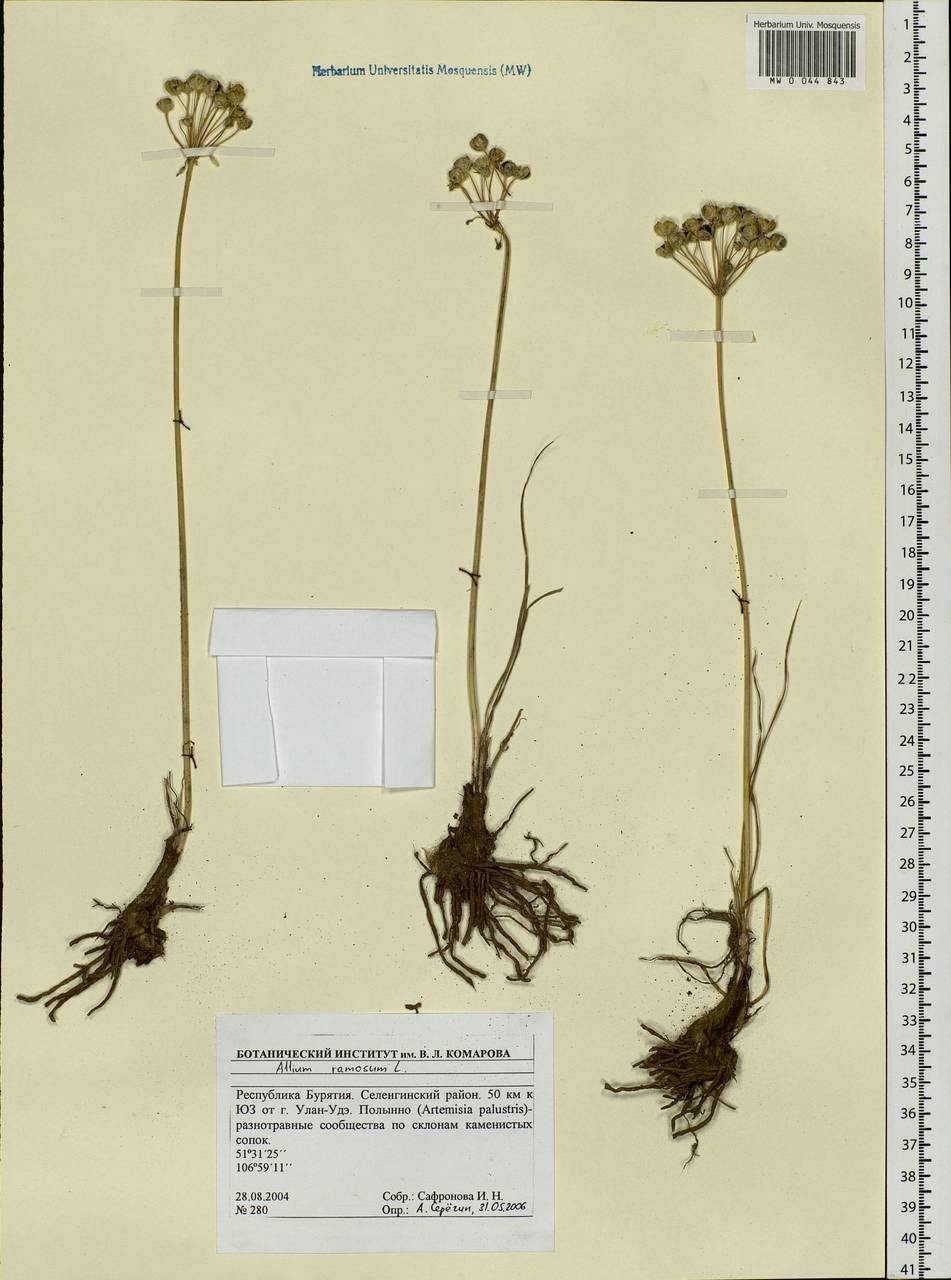 Allium ramosum L., Siberia, Baikal & Transbaikal region (S4) (Russia)