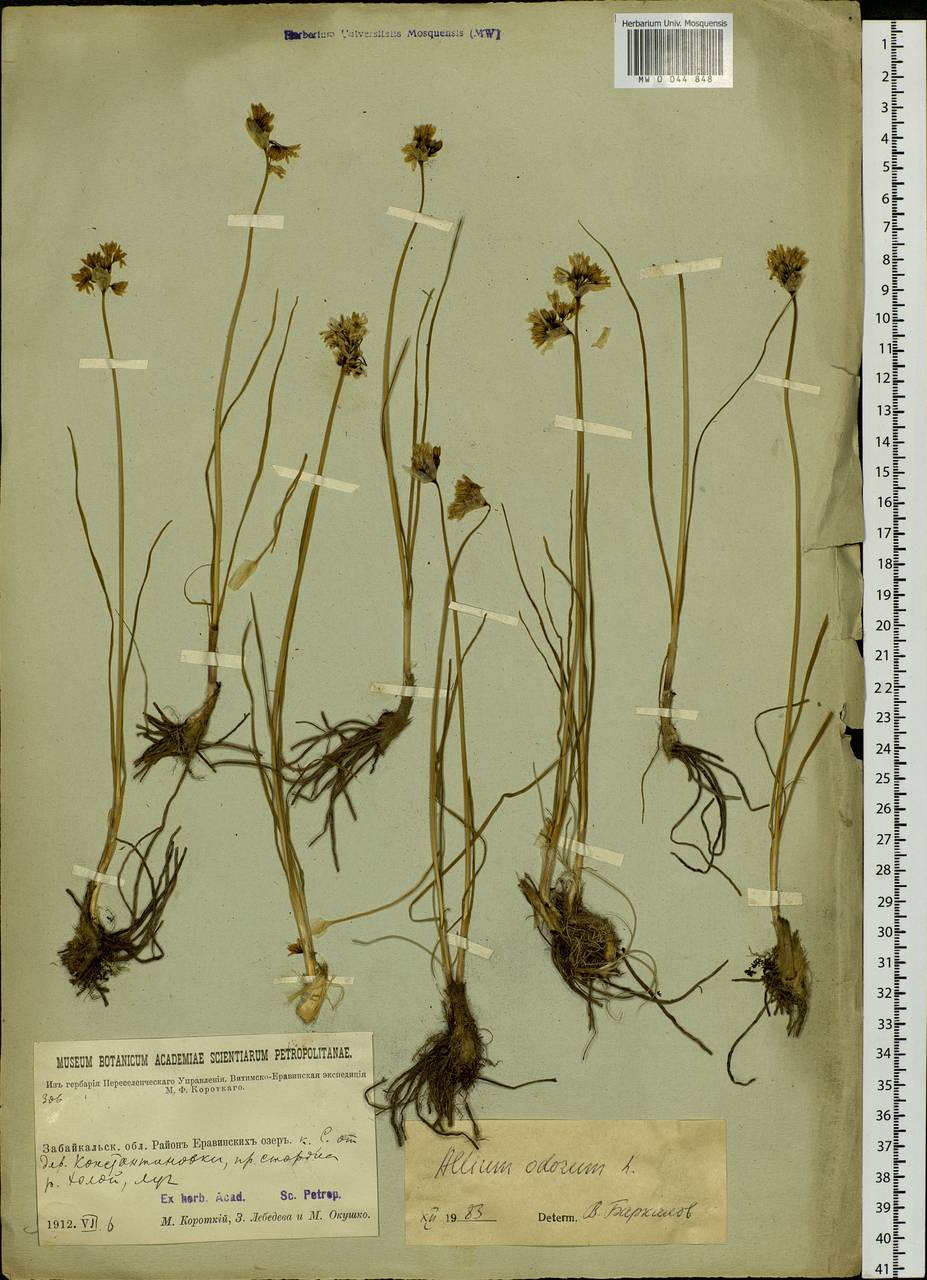 Allium ramosum L., Siberia, Baikal & Transbaikal region (S4) (Russia)