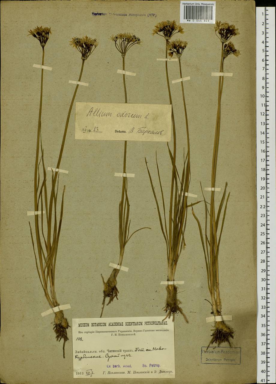 Allium ramosum L., Siberia, Baikal & Transbaikal region (S4) (Russia)
