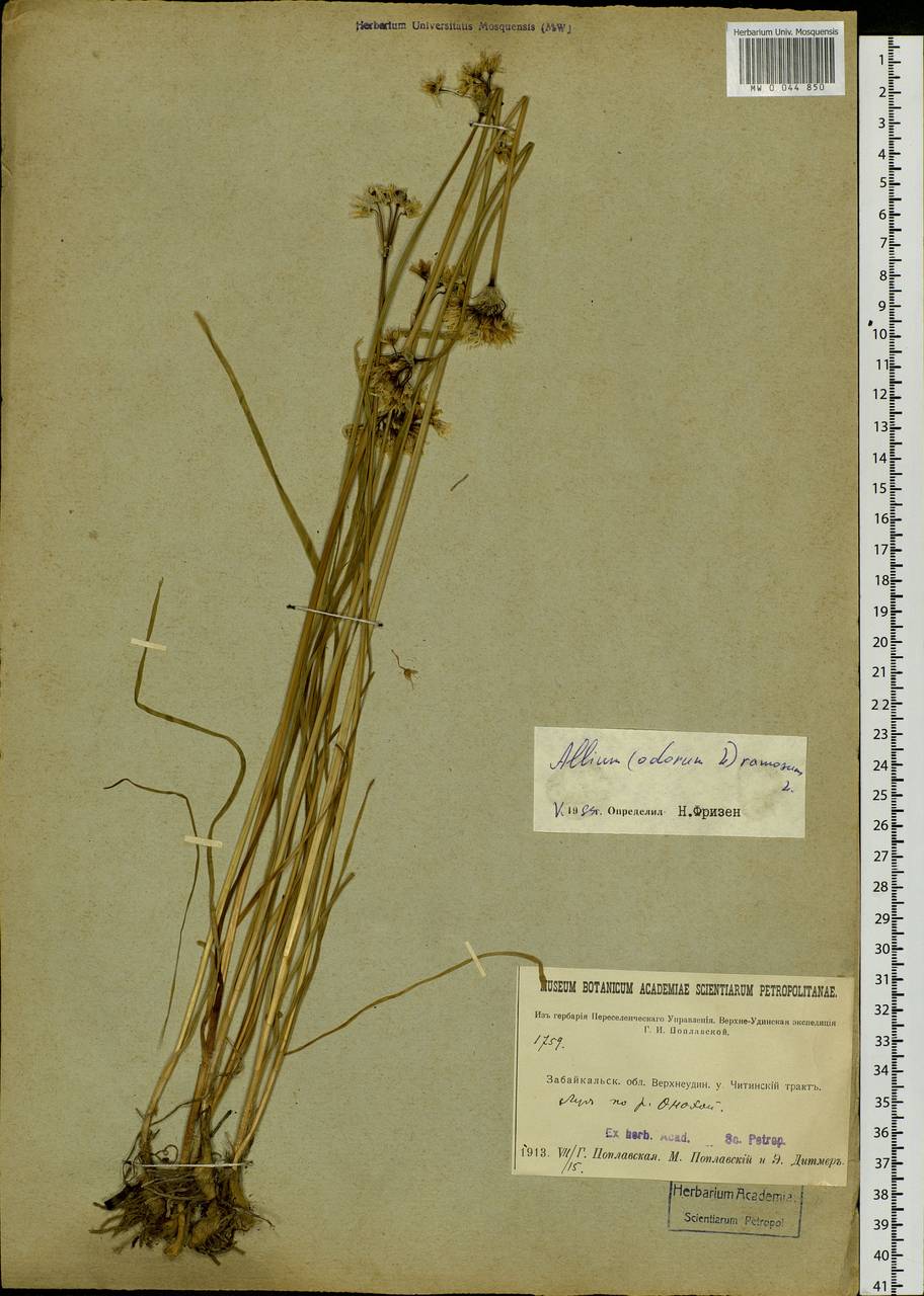 Allium ramosum L., Siberia, Baikal & Transbaikal region (S4) (Russia)