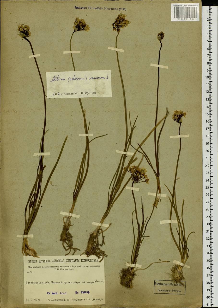 Allium ramosum L., Siberia, Baikal & Transbaikal region (S4) (Russia)
