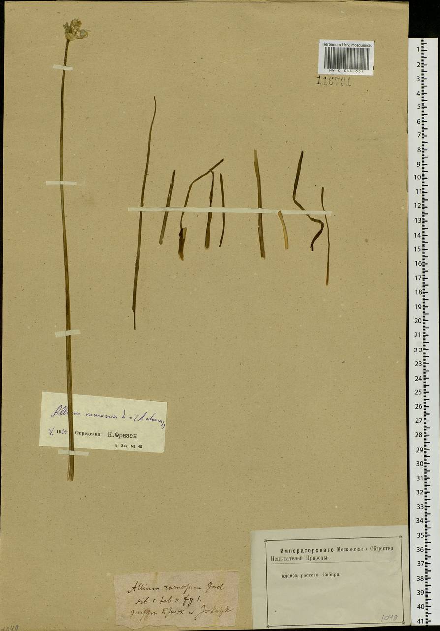 Allium ramosum L., Siberia, Baikal & Transbaikal region (S4) (Russia)
