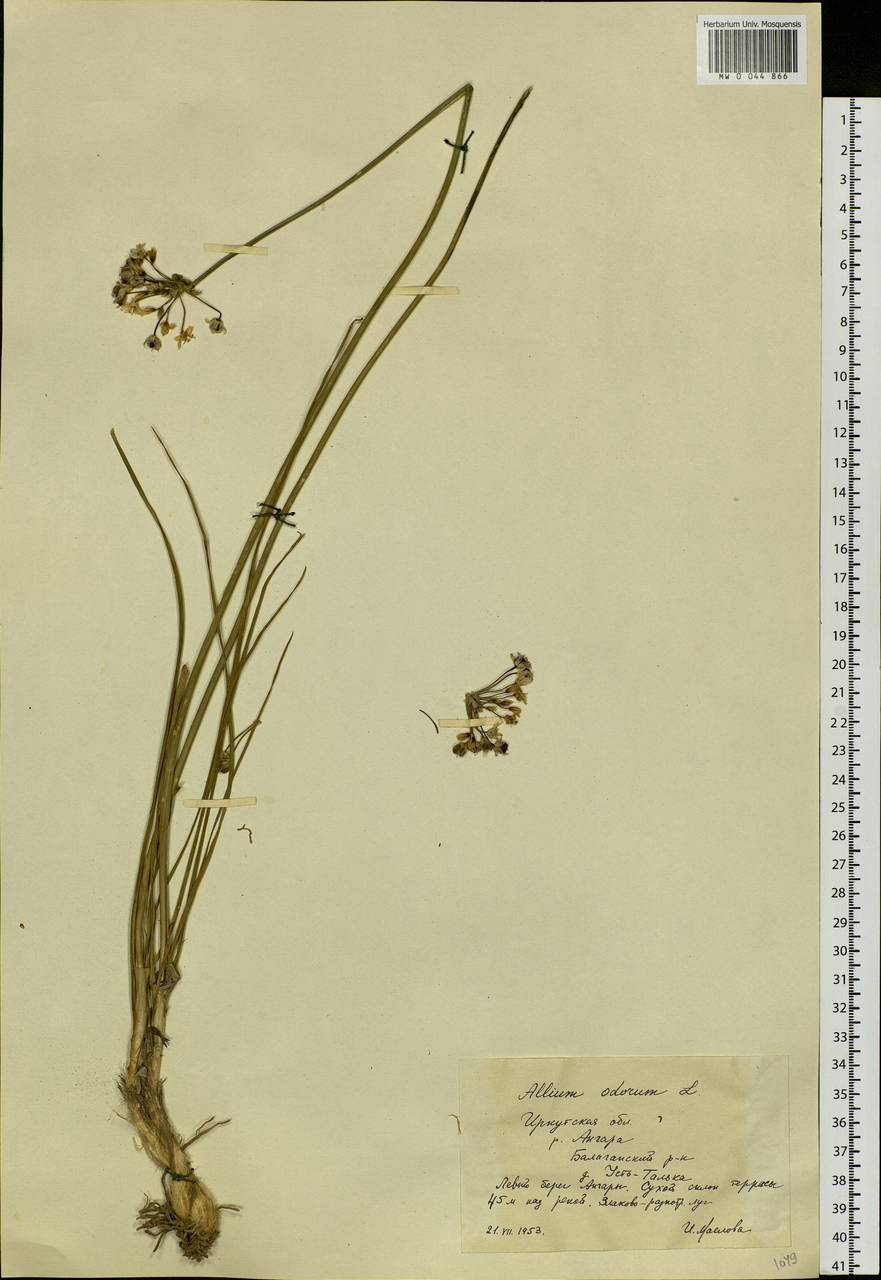 Allium ramosum L., Siberia, Baikal & Transbaikal region (S4) (Russia)