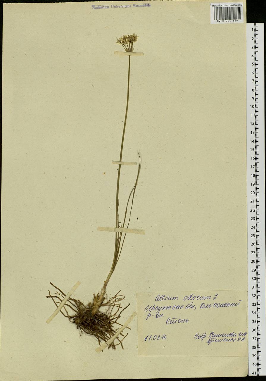Allium ramosum L., Siberia, Baikal & Transbaikal region (S4) (Russia)