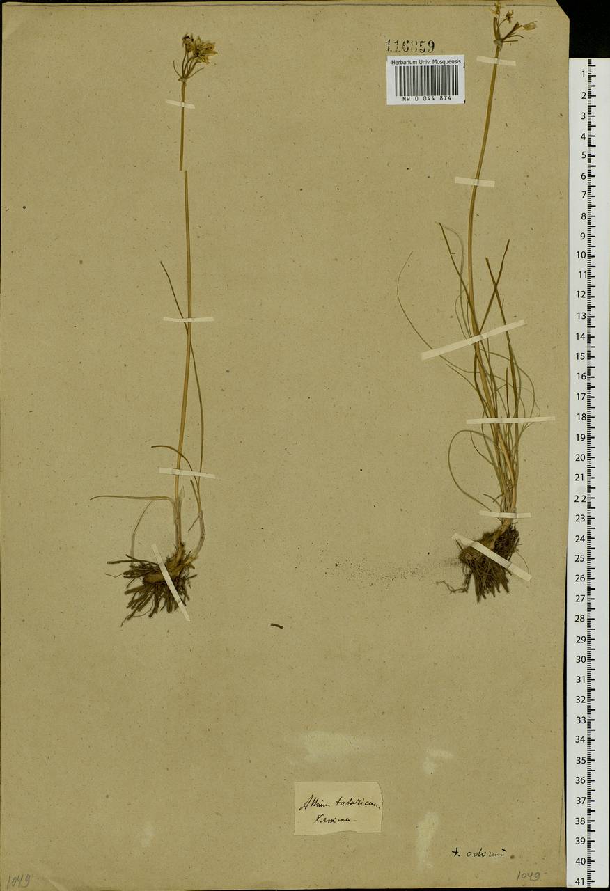 Allium ramosum L., Siberia, Baikal & Transbaikal region (S4) (Russia)