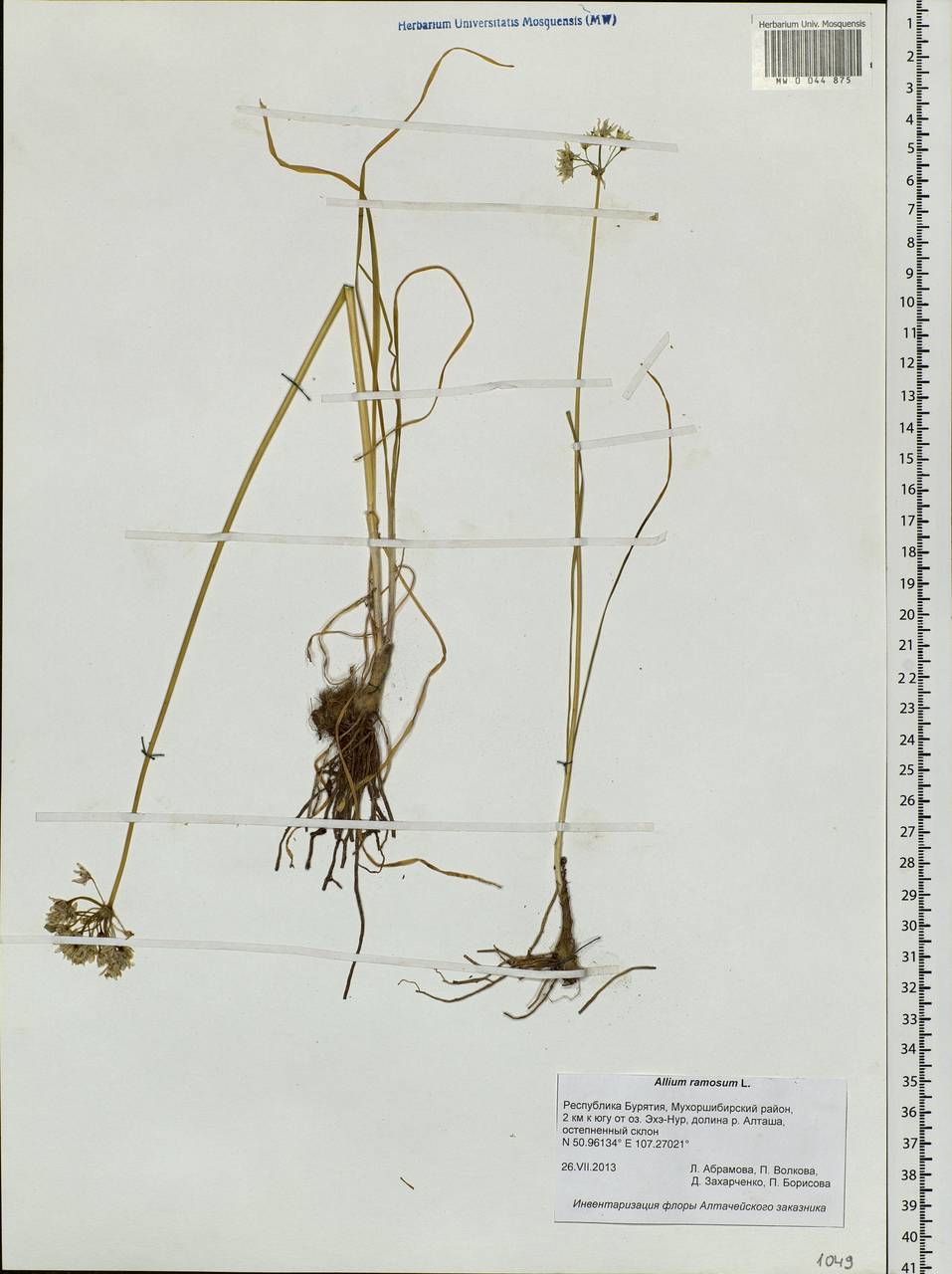 Allium ramosum L., Siberia, Baikal & Transbaikal region (S4) (Russia)