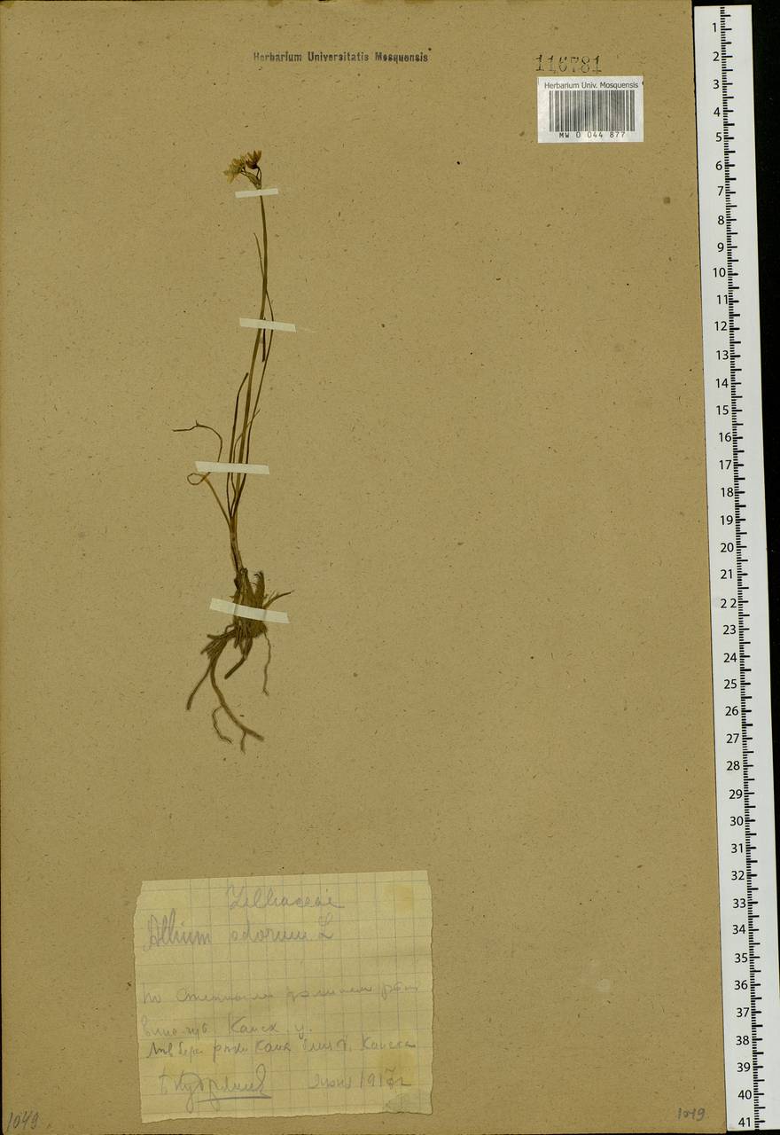 Allium ramosum L., Siberia, Central Siberia (S3) (Russia)