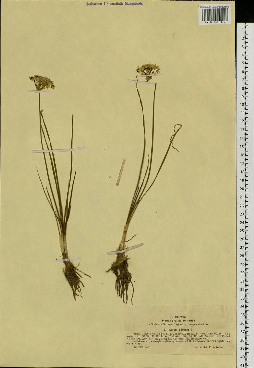 Allium ramosum L., Siberia, Western (Kazakhstan) Altai Mountains (S2a) (Kazakhstan)