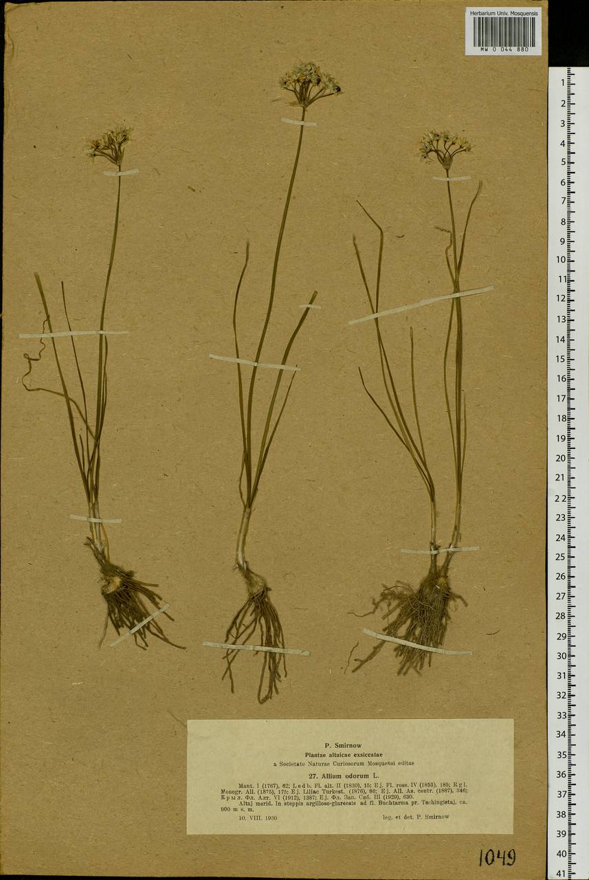 Allium ramosum L., Siberia, Western (Kazakhstan) Altai Mountains (S2a) (Kazakhstan)