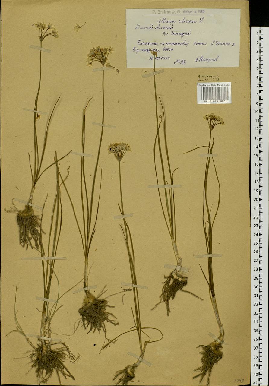 Allium ramosum L., Siberia, Western (Kazakhstan) Altai Mountains (S2a) (Kazakhstan)