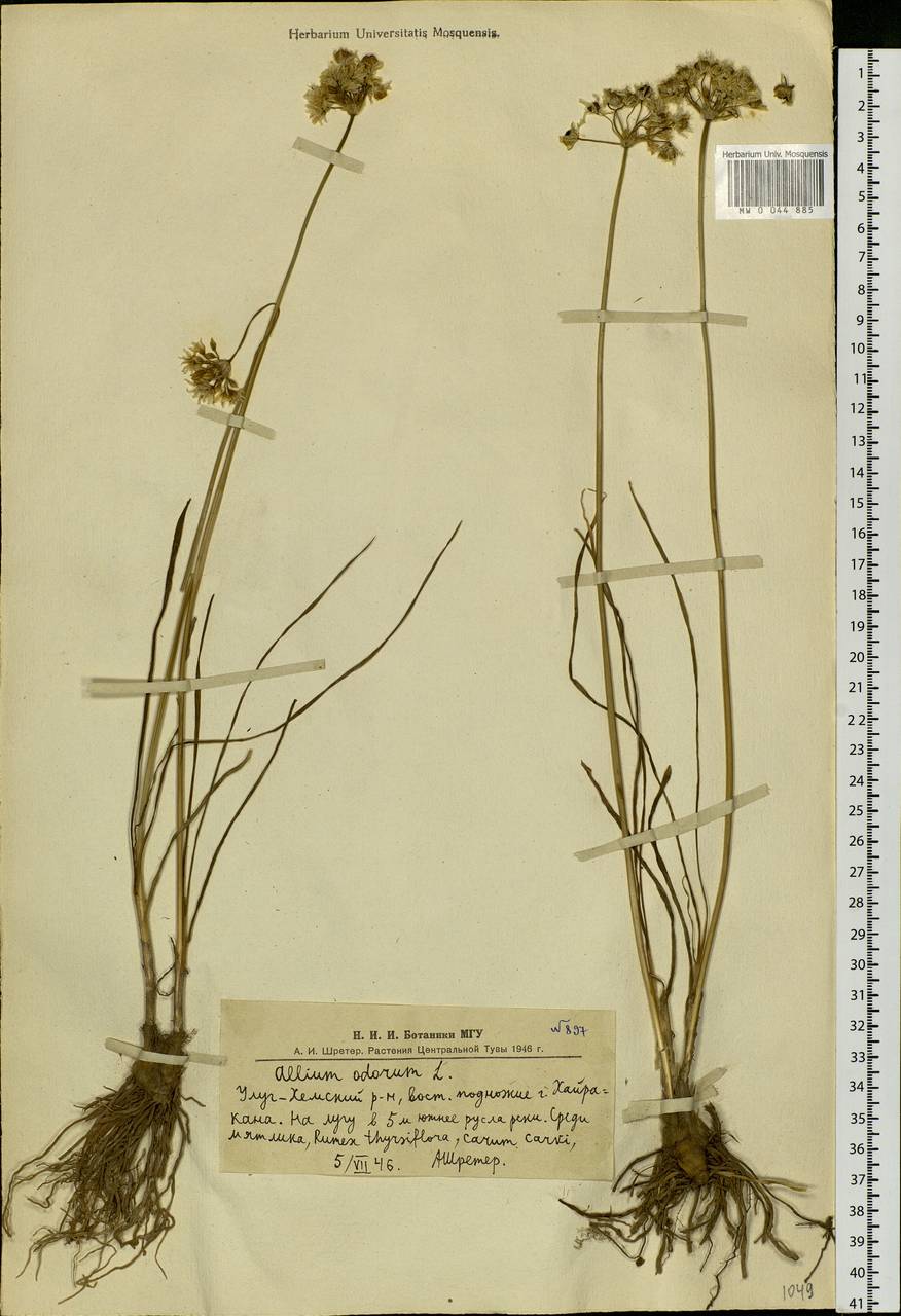 Allium ramosum L., Siberia, Altai & Sayany Mountains (S2) (Russia)