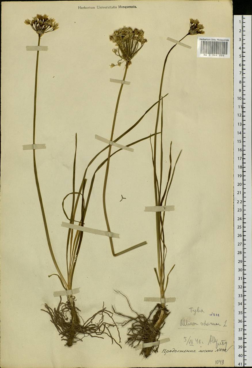 Allium ramosum L., Siberia, Altai & Sayany Mountains (S2) (Russia)