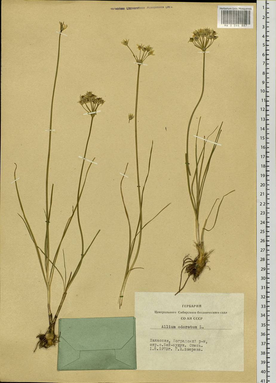 Allium ramosum L., Siberia, Altai & Sayany Mountains (S2) (Russia)