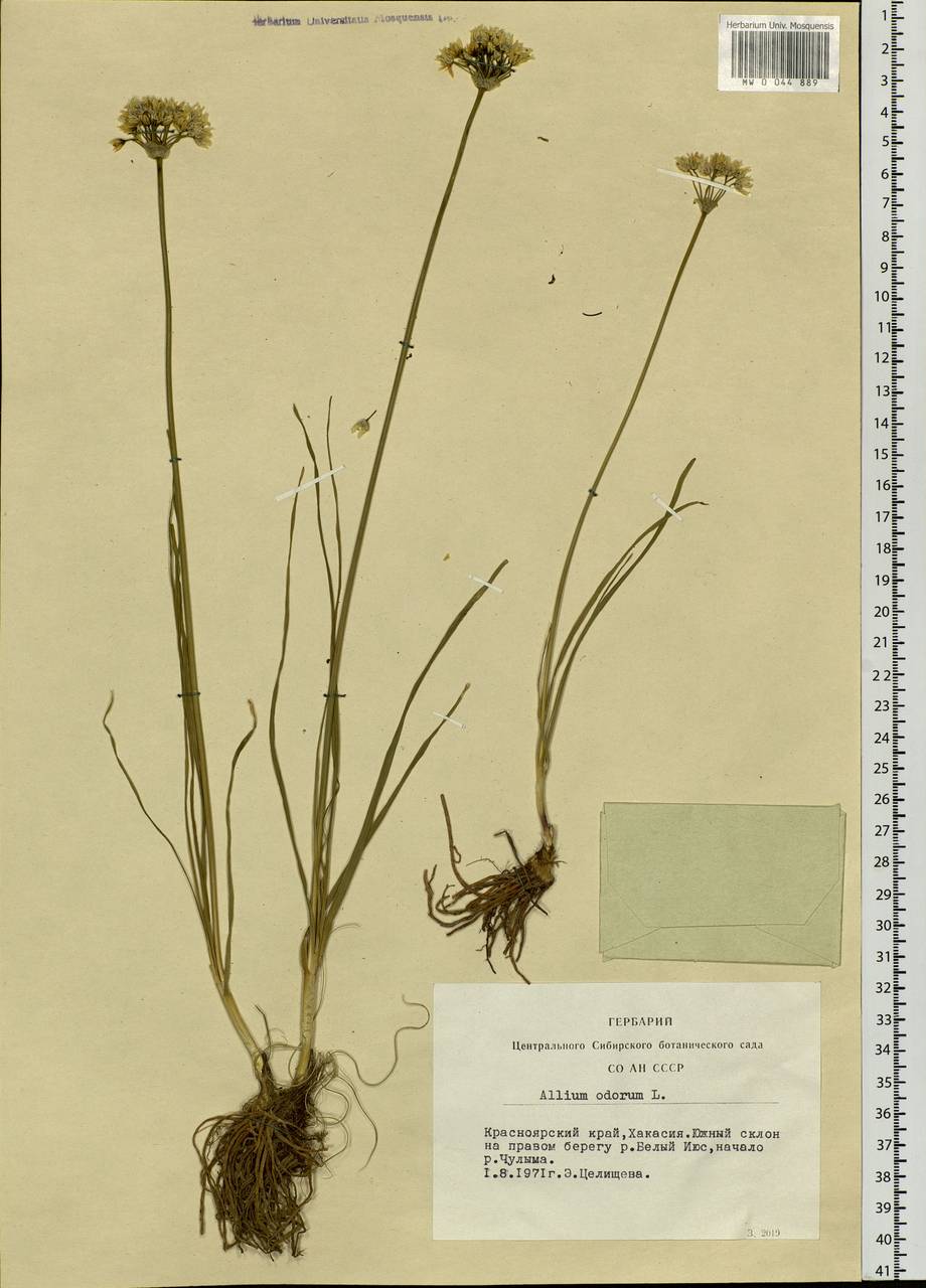 Allium ramosum L., Siberia, Altai & Sayany Mountains (S2) (Russia)