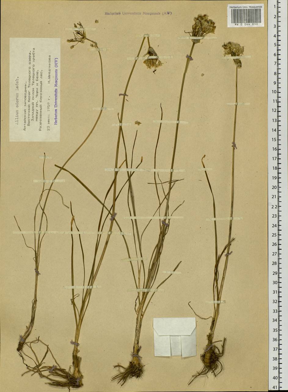 Allium ramosum L., Siberia, Altai & Sayany Mountains (S2) (Russia)