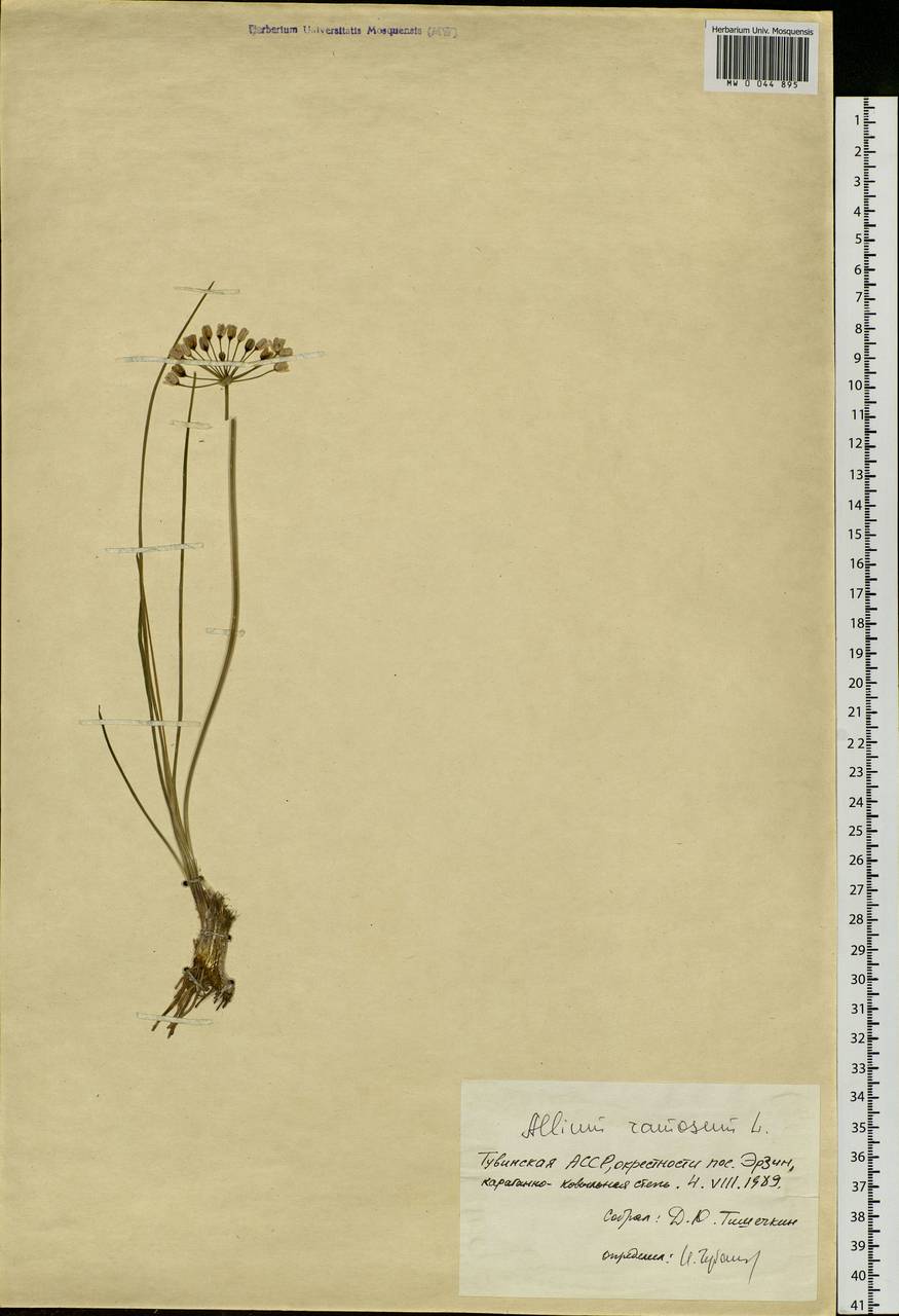 Allium ramosum L., Siberia, Altai & Sayany Mountains (S2) (Russia)