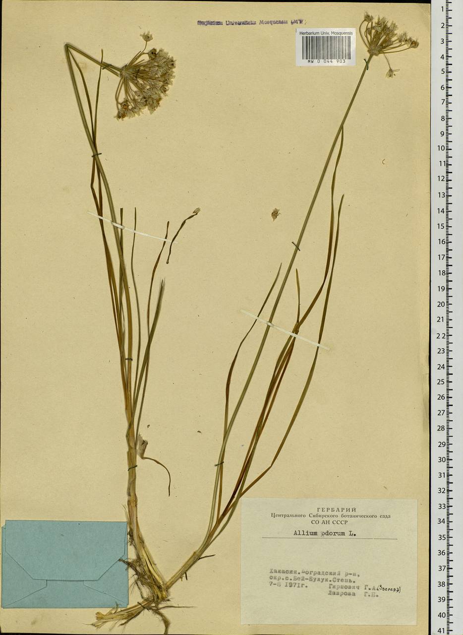Allium ramosum L., Siberia, Altai & Sayany Mountains (S2) (Russia)