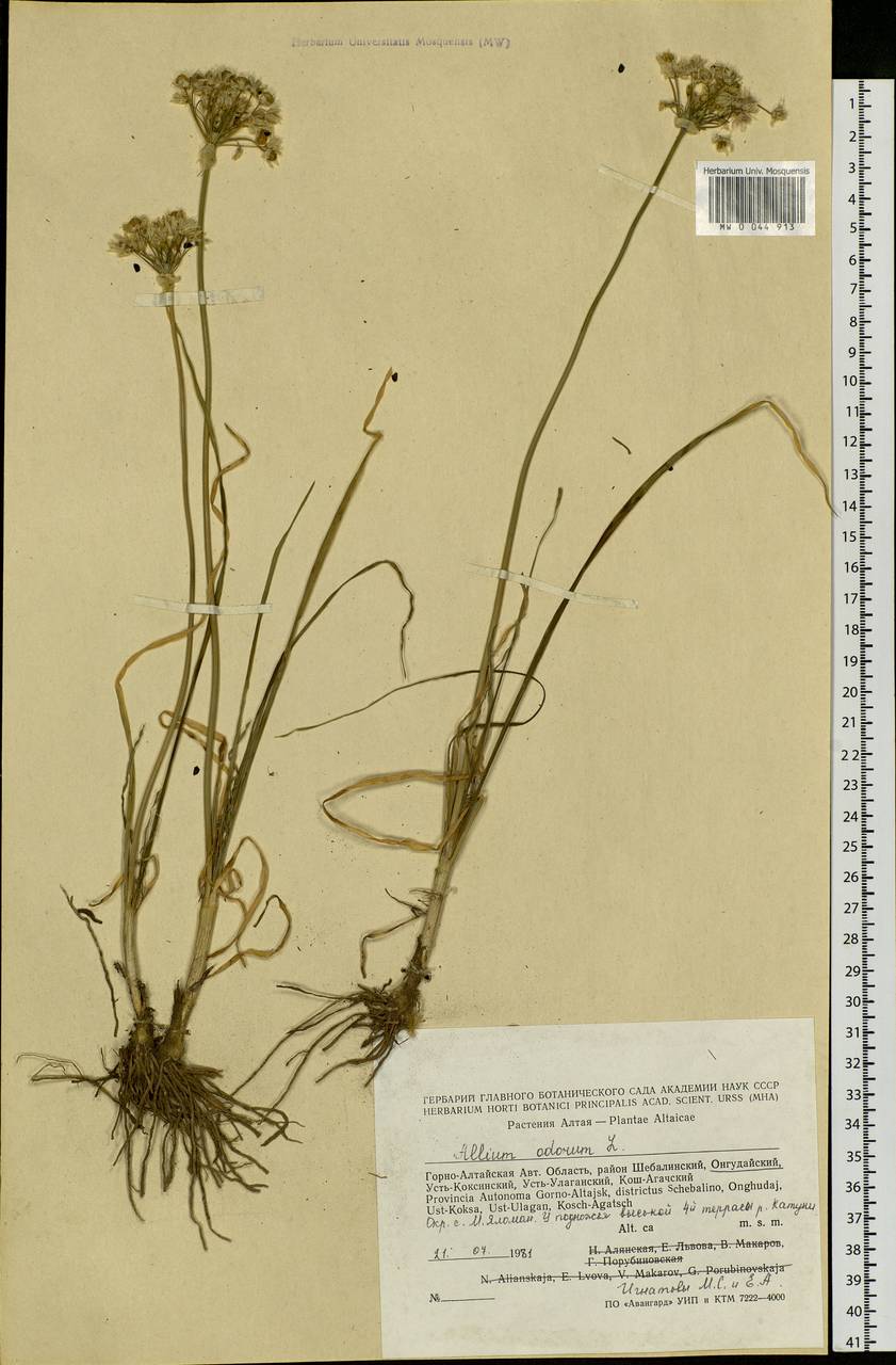 Allium ramosum L., Siberia, Altai & Sayany Mountains (S2) (Russia)