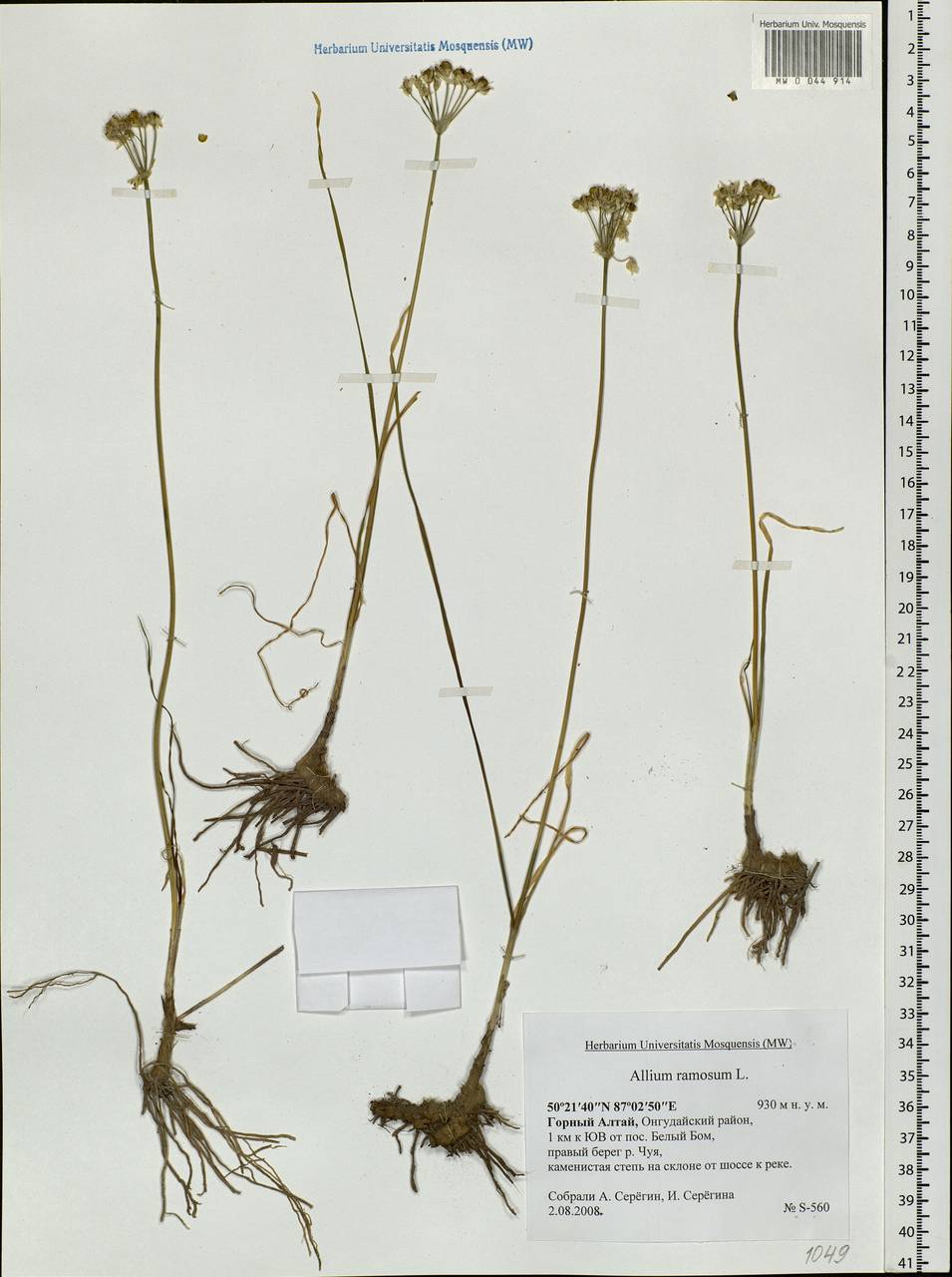 Allium ramosum L., Siberia, Altai & Sayany Mountains (S2) (Russia)