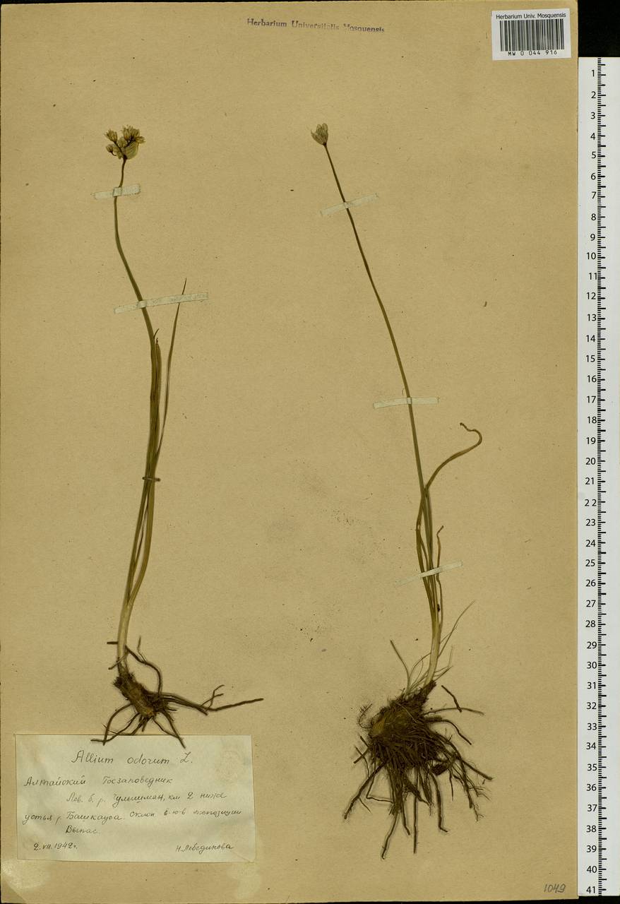 Allium ramosum L., Siberia, Altai & Sayany Mountains (S2) (Russia)