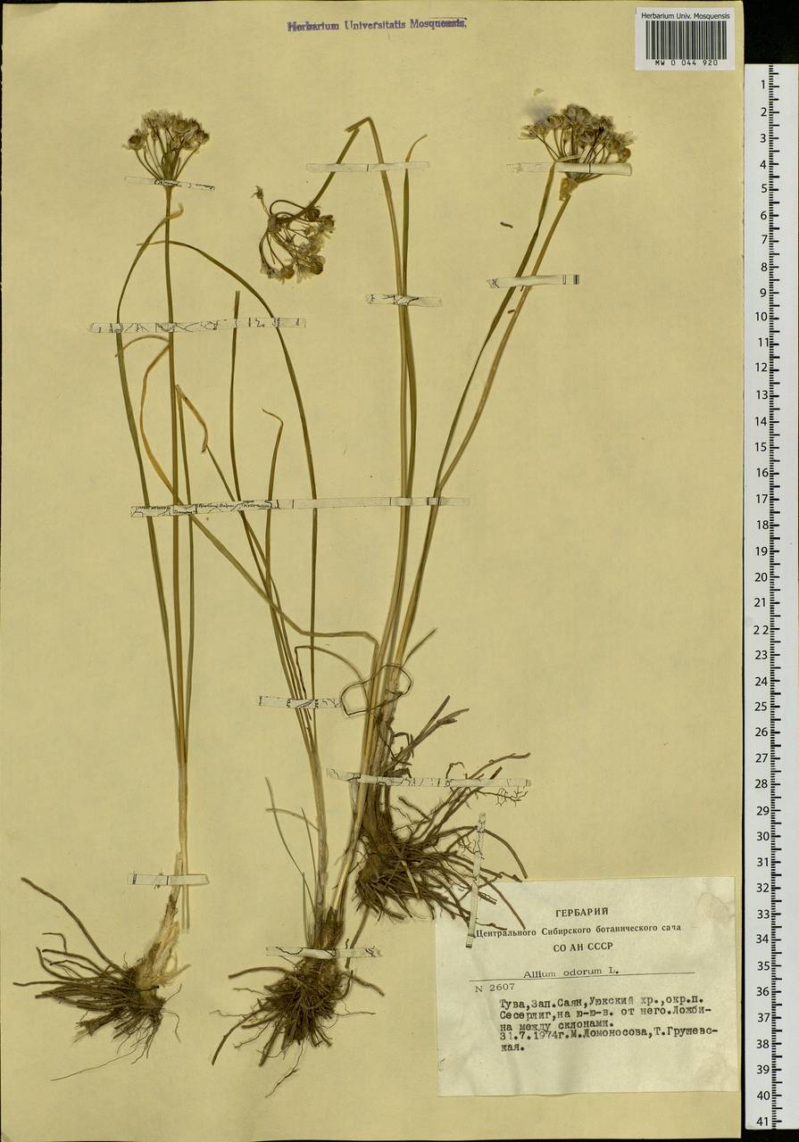 Allium ramosum L., Siberia, Altai & Sayany Mountains (S2) (Russia)