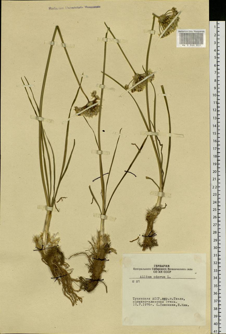 Allium ramosum L., Siberia, Altai & Sayany Mountains (S2) (Russia)