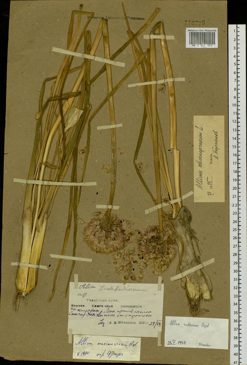 Allium schoenoprasum L., Siberia, Yakutia (S5) (Russia)