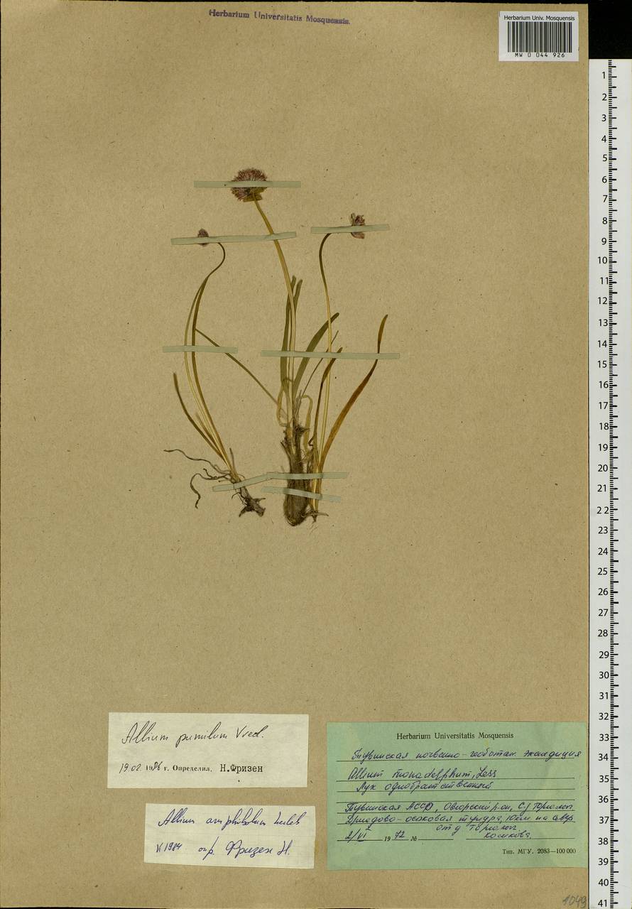 Allium pumilum Vved., Siberia, Altai & Sayany Mountains (S2) (Russia)