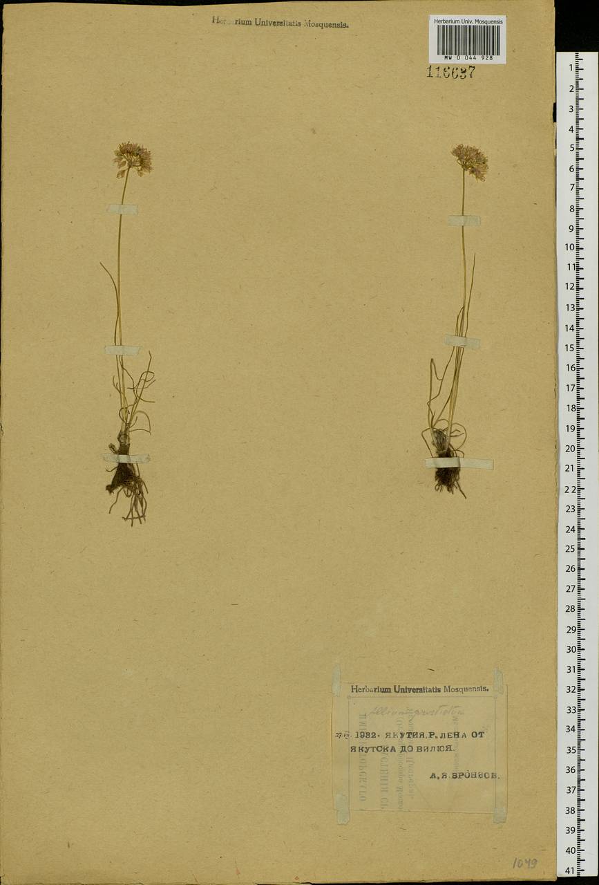 Allium prostratum Trevir., Siberia, Yakutia (S5) (Russia)