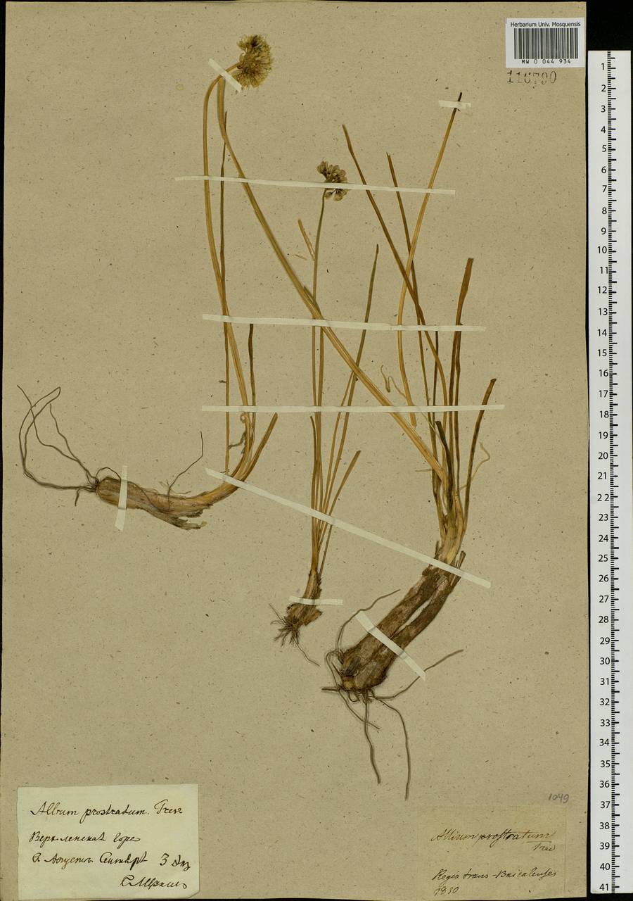 Allium prostratum Trevir., Siberia, Yakutia (S5) (Russia)
