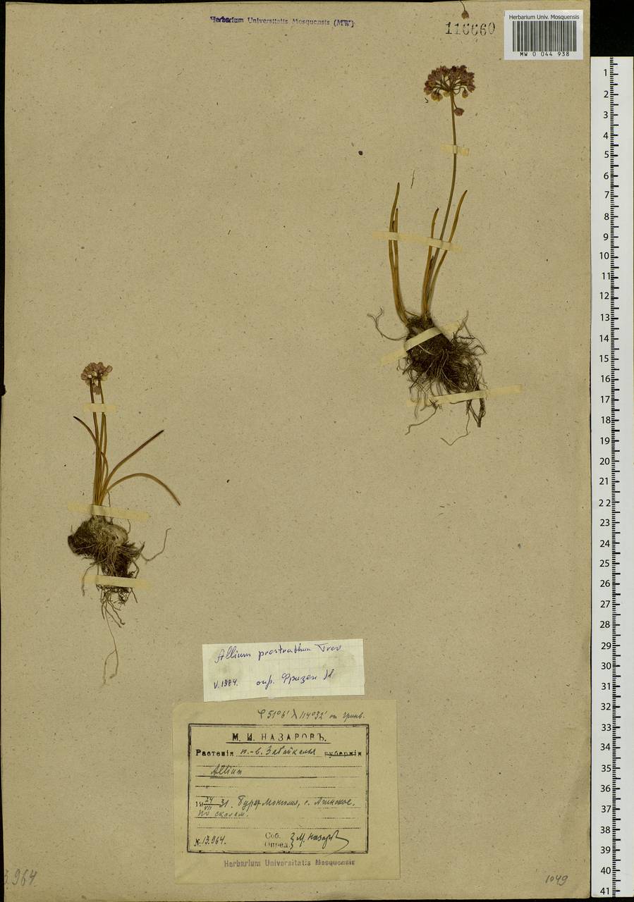 Allium prostratum Trevir., Siberia, Baikal & Transbaikal region (S4) (Russia)