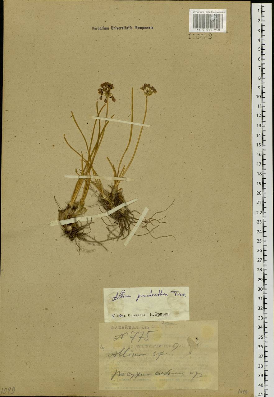 Allium prostratum Trevir., Siberia, Baikal & Transbaikal region (S4) (Russia)