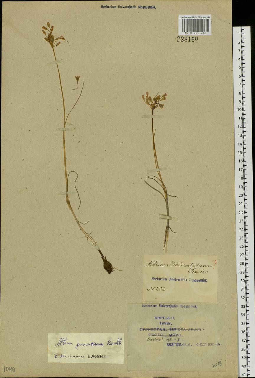Allium praescissum Rchb., Siberia, Western Siberia (S1) (Russia)